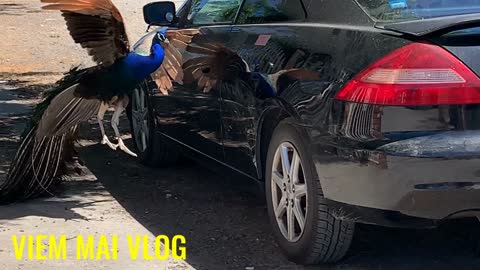 Công soi gương rồi tự ₫á công.