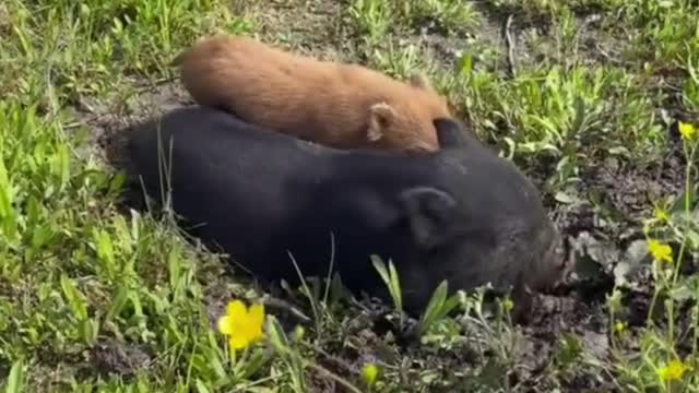 Don't you think this little brown pig is cute?