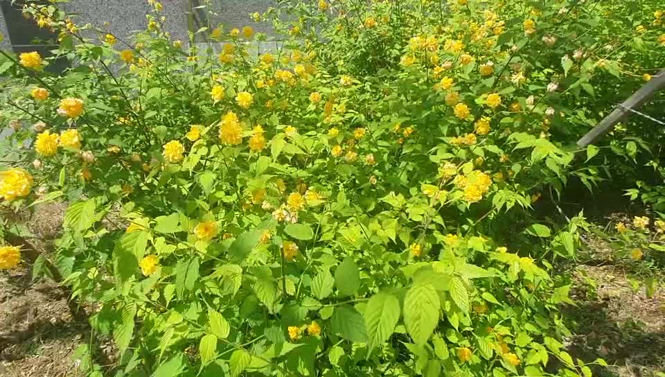 The yellow flowers are shaking in the breeze.