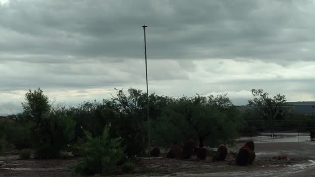 Storms and toads