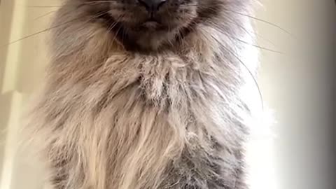 Maine Coon cat Mr. ViVo