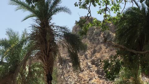 Monkey doing Parkour on trees in Haunted Bhangarh Fort , India