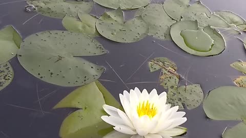 Water Lilly