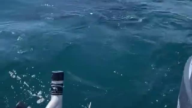 Man Takes Swim with Shark Then Panics After Realizing It Might Have Been a Great White