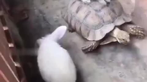 Rabbit riding on a turtle