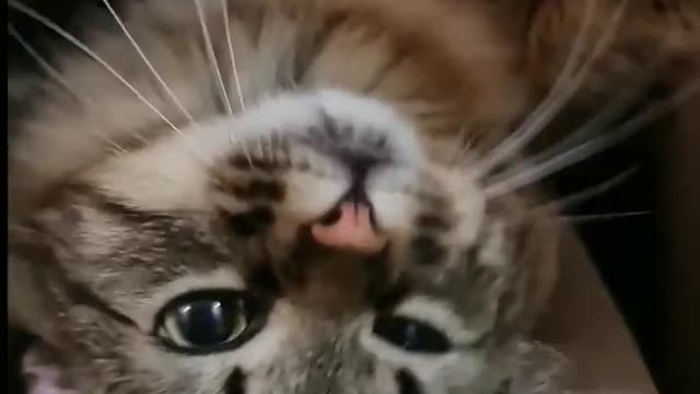 Rare cats spices rare video clips you must watch .