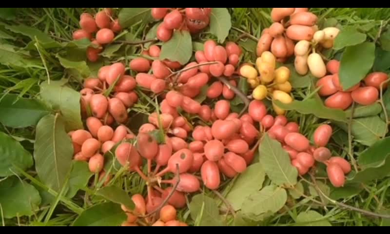 wild fruit in the philippines