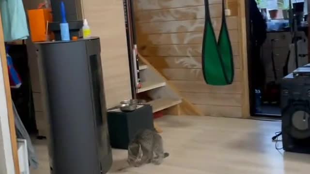 Crazy cat...🐈🐾😂😂