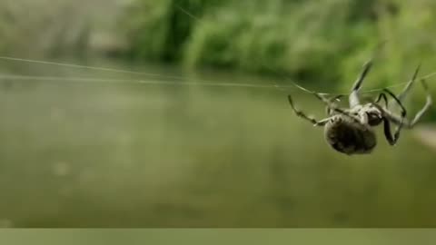 "Archerfish: The Fish That Shoots Water to Catch Prey!"