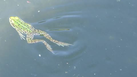 Frog - 45146