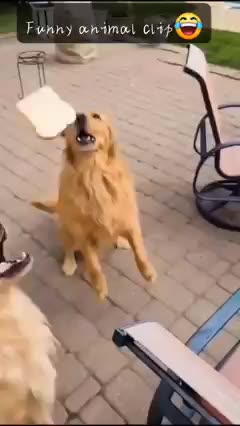 Funny animals clips || entertainment