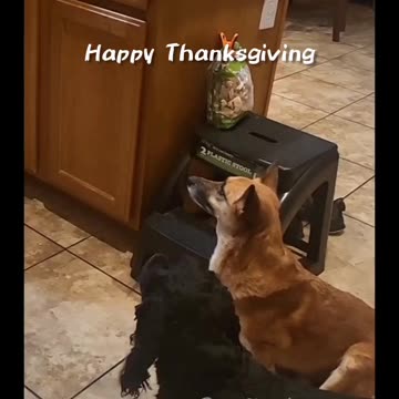 These pups aren't thankful for scraps, they want a seat at the table! 🦃🐶