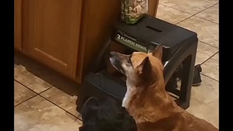 These pups aren't thankful for scraps, they want a seat at the table! 🦃🐶