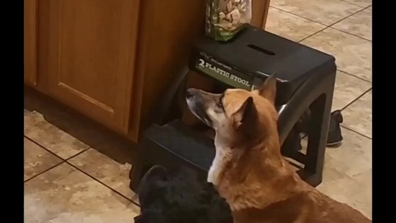 These pups aren't thankful for scraps, they want a seat at the table! 🦃🐶