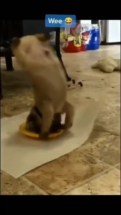 animal videos ... brighten your day ... brighten your mood