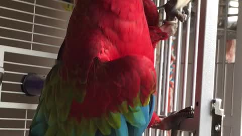 Macaw Has Some Groovy Moves