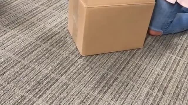 Tan dog pops out of brown box in office