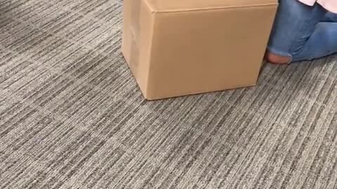 Tan dog pops out of brown box in office