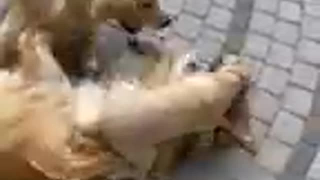 Funniest &cutest dogs video animals lovers#compilation