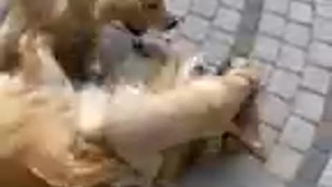 Funniest &cutest dogs video animals lovers#compilation