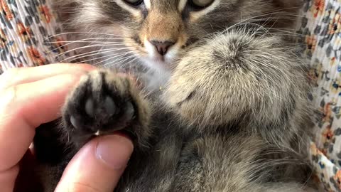 A Person Massaging the Paws of a Kitten