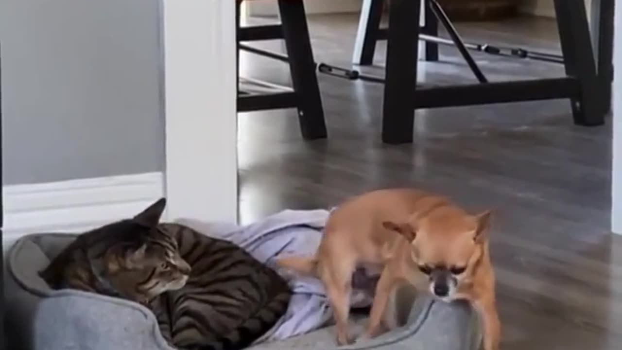 Funny videos