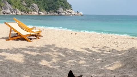 Video of a Dog on Beach