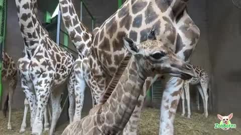 Meet Handsome Henry! Belfast Zoo Welcomes Endangered Giraffe Calf To The Herd_batch