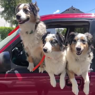 When you go to the grocery store for milk and come home with a pile of Aussies