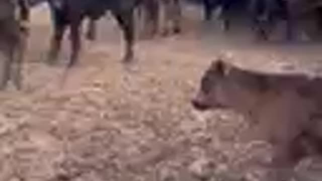 160- Corriente pair/ Angus calves