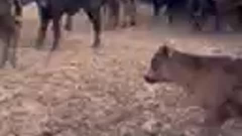 160- Corriente pair/ Angus calves