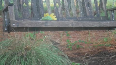Bob White Quail Scrambling Past The Dog