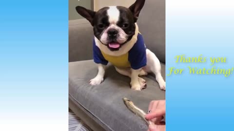 Funny And Cute Cat'S LifenCats And Owners Are The Best Friends Videos