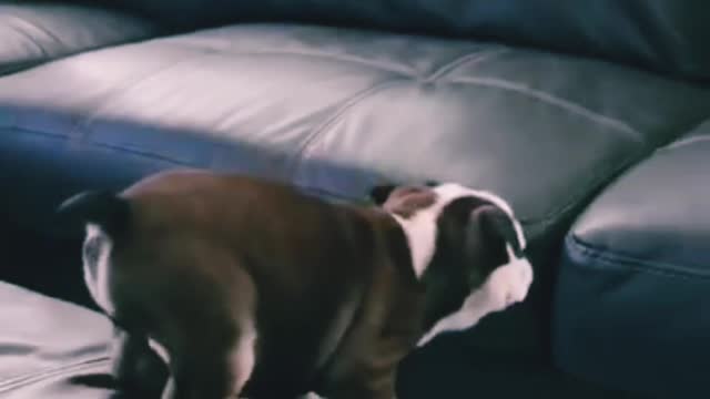Funniest Dog 😅😅