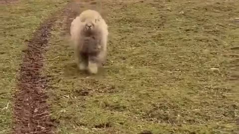 Sheep Lmao 🤣