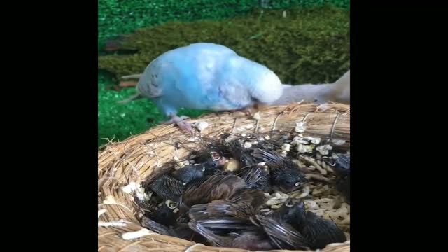 Blue bird giving food to its children ❤️❤️