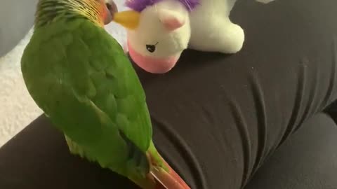 My new bird Paco, battling a Unicorn. This bird has stolen my heart!