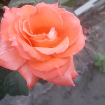 Rose...