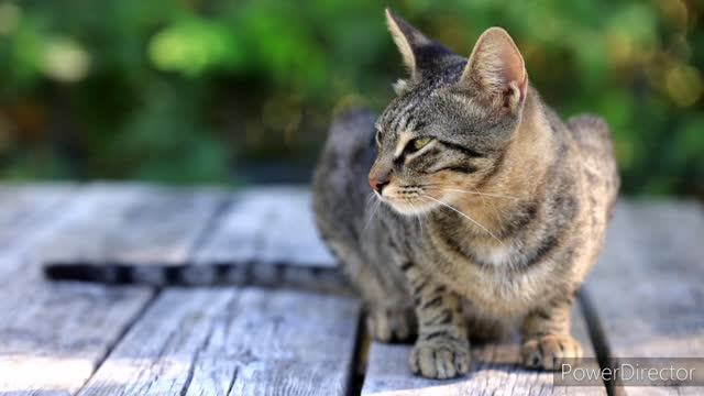 Cat sleeping cute