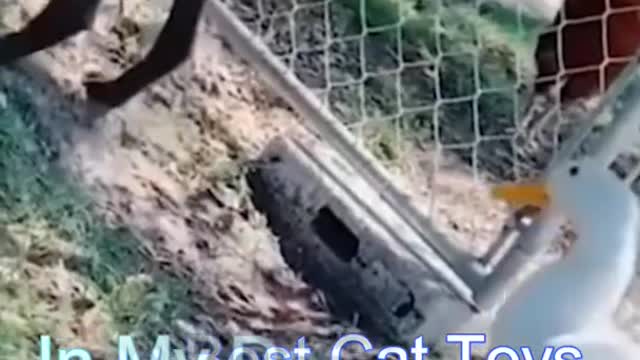 Best Funny Cat Videos - Funniest Cats