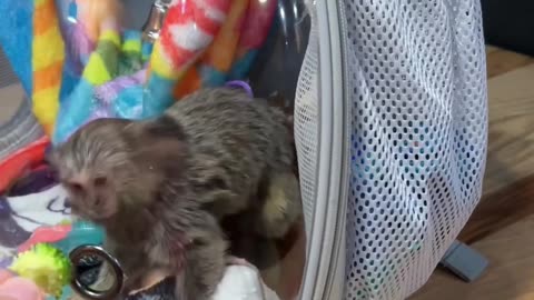 Marmoset Monkey Excited for Food