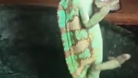 Funny animal videos 🤣