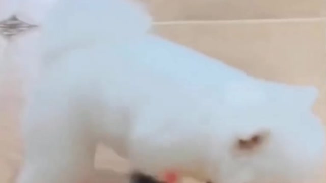 Cute puppy walking in shoes | Funny Dog | Happy Puppy |
