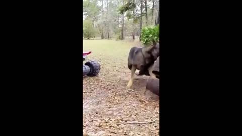 Little girl and doggy get so excited when daddy comes home from work