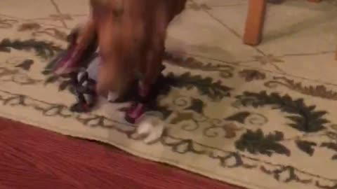 Tiny dog stumbles in dog shoes across floor