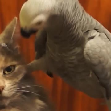 cat 😂😂😂😂😂