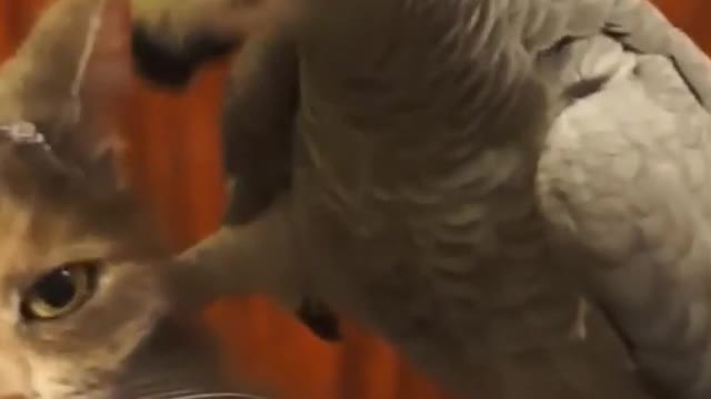 cat 😂😂😂😂😂