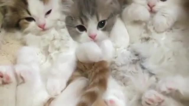 It's really cute