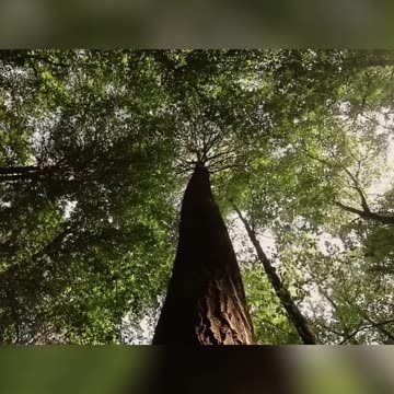 The Wood Wide Web: How Trees Talk and Share Resources