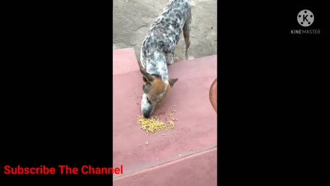 Food To Street Dog